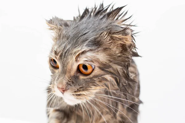 Мокрий Кіт Після Душу Або Ванни — стокове фото