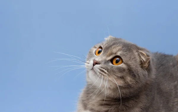 Scottish Fold Cat Blue Background — Stock Photo, Image