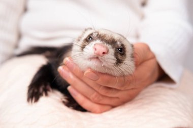 Kızın elinde sevimli bir gelincik portresi ve evcil hayvan konsepti..