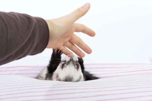 Retrato Furão Doméstico Bonito Mão Menina Mulher Conceito Animal Estimação — Fotografia de Stock