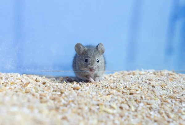 Un pequeño ratón gris está sentado en un grano de trigo. retrato de un ratón. roedor echa a perder la cosecha — Foto de Stock