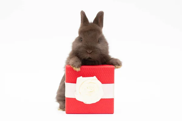 可爱的兔子宝宝黑兔坐在漂亮的礼品盒里 背景上有趣可爱的兔子有趣的放松可爱的毛绒玩具兔子 — 图库照片