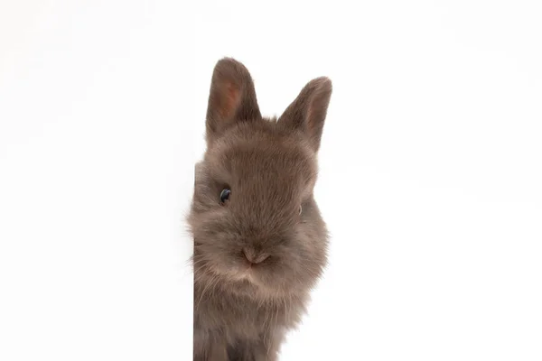 Healthy Lovely Baby Brown Bunny White Background Cute Fluffy Rabbit — Stock Photo, Image