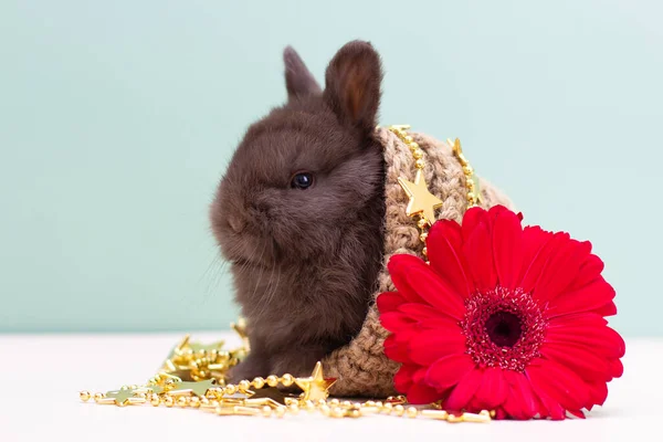 Grey Bunny Baby Rabbit Big Red Flower Background — Stock Photo, Image
