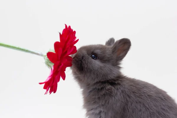 年轻的兔子在后座上闻到了花朵的味道 — 图库照片