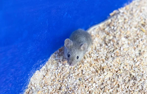 En liten grå mus sitter på ett vetekorn. Porträtt av en mus. gnagare förstör skörden — Stockfoto