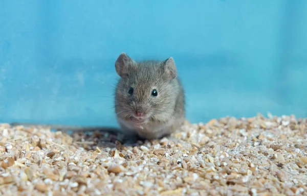 Pequeño Ratón Gris Está Sentado Grano Trigo Retrato Ratón Roedor — Foto de Stock