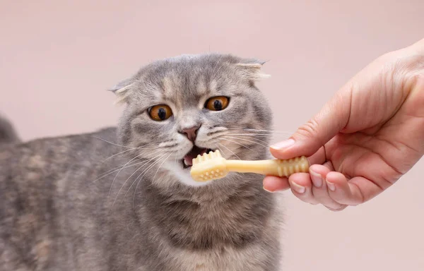 Mão Alimentar Escocês Dobra Gato Fundo Escova Dentes Gato Limpo — Fotografia de Stock