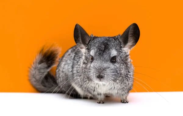 Obrázek Mladé Chinchilla Přes Bílé Oranžové Pozadí — Stock fotografie