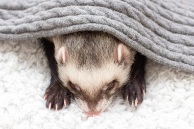 Dağ gelinciği yatakta uyuyor.