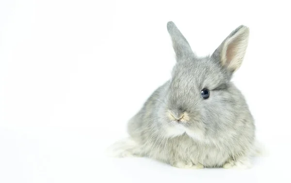 白色背景中的灰兔子宝宝 — 图库照片