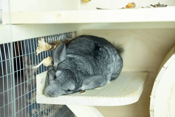 Cute Gray Chinchilla Sleeping Wooden Windowsill His Cage Looking Curiously — Stock Photo, Image