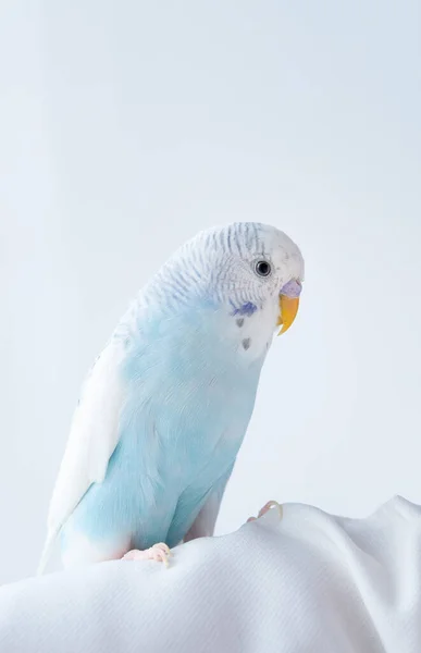 Una Foto Uccello Budgerigar Blu Uno Sfondo Bianco Animale Domestico — Foto Stock