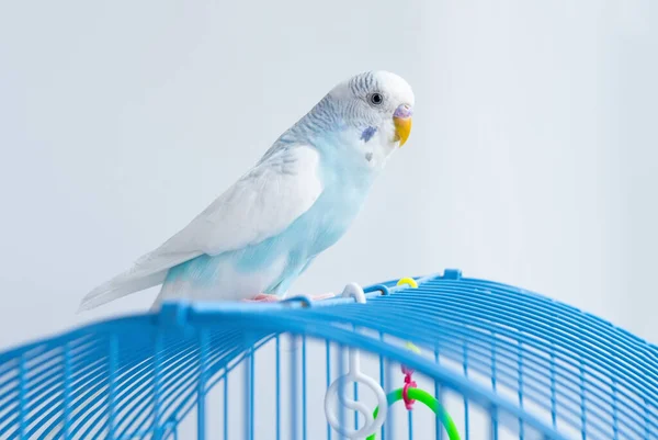 Falista Niebieska Papuga Siedzi Klatce — Zdjęcie stockowe