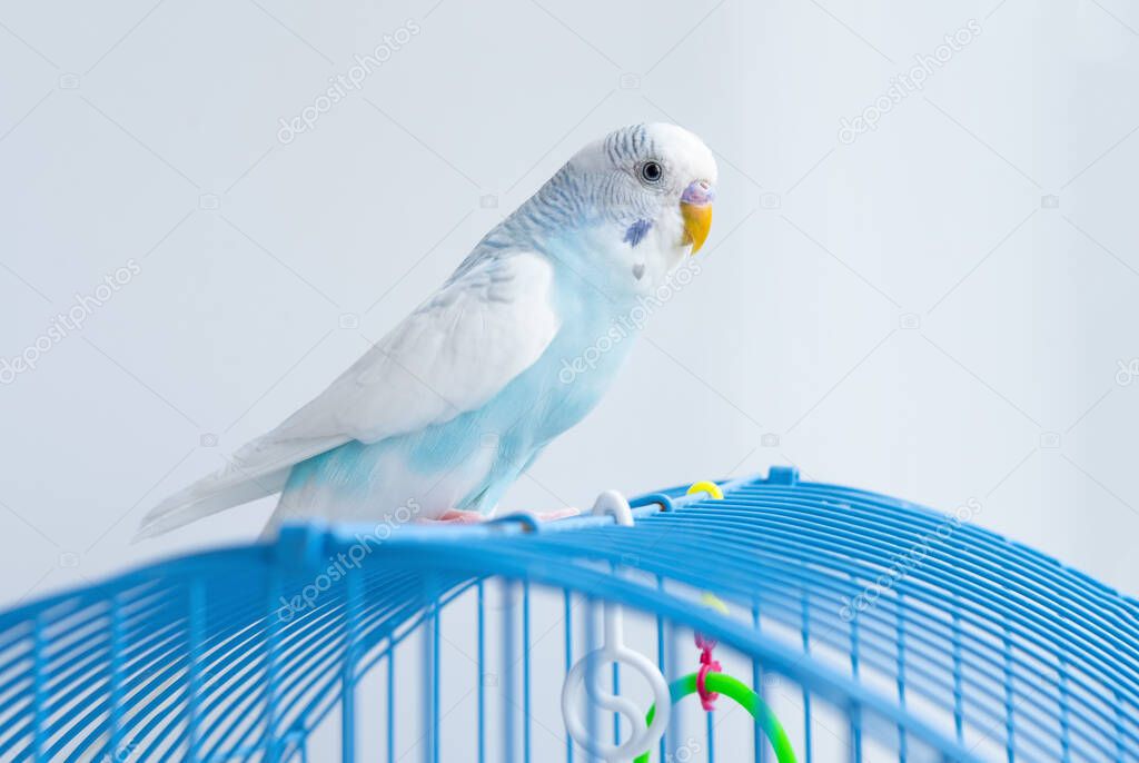 a wavy blue parrot sits on a cage
