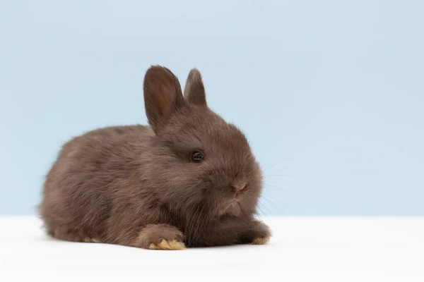 Ein Schwarzes Kaninchen Auf Hellblauem Hintergrund — Stockfoto