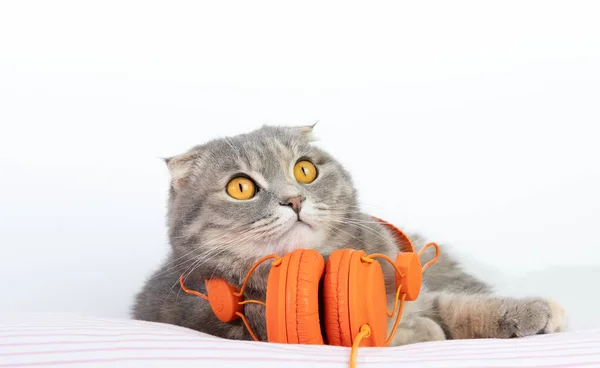 Scottish Fold Kočka Leží Sluchátkách Vypadá Legračně Posteli Pozadí Cat — Stock fotografie