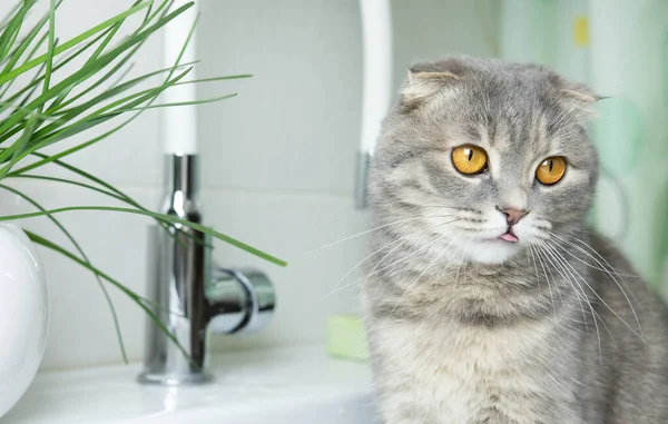 Gray Scottish Fold Cat Sit Washstand — Stock fotografie