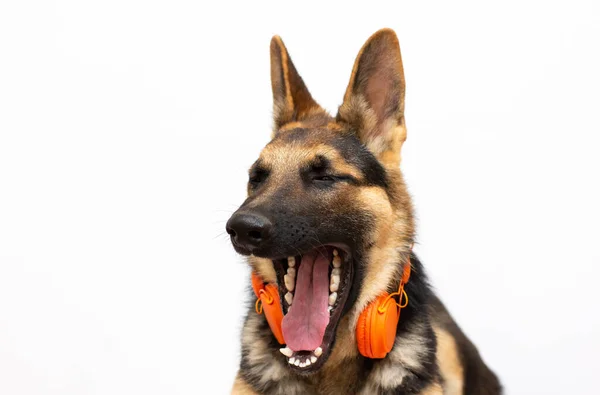 Chien Mignon Avec Écouteurs Isolés Sur Chien Blanc Chanter Une — Photo