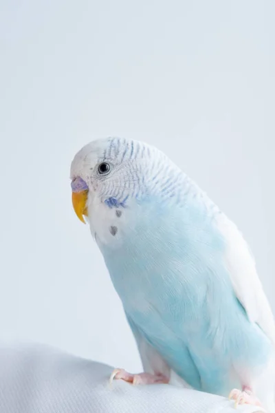Tiro Periquito Azul Sobre Fondo Blanco Loro Mascota —  Fotos de Stock