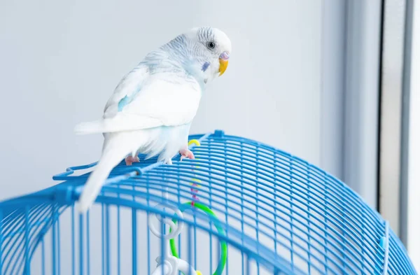 Perroquet Bleu Ondulé Est Assis Sur Une Cage — Photo