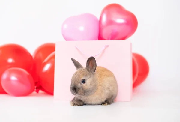 小兔子带着五颜六色的红粉色气球 很喜欢宠物啦 — 图库照片