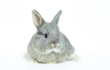 Beyaz arka planda gri yavru tavşan coppy alanı