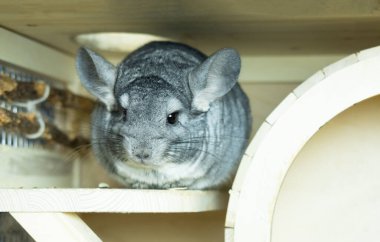 Şirin gri çinçilya kafesinin ahşap pencere eşiğinde oturuyor ve tuhaf bir şekilde evcil hayvan yaşam tarzını inceliyor.