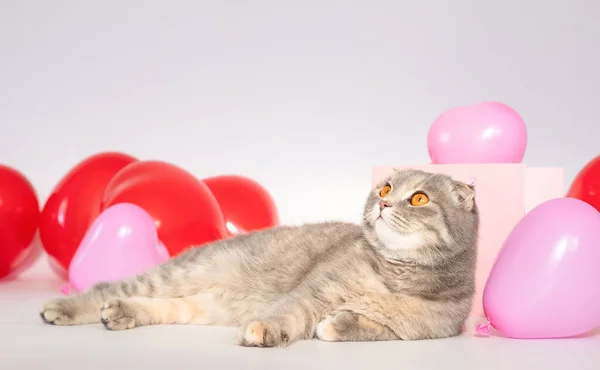 Sypialnia Jest Ozdobionascottish Fold Kot Siedzi Łóżku Bawi Się Balonem — Zdjęcie stockowe