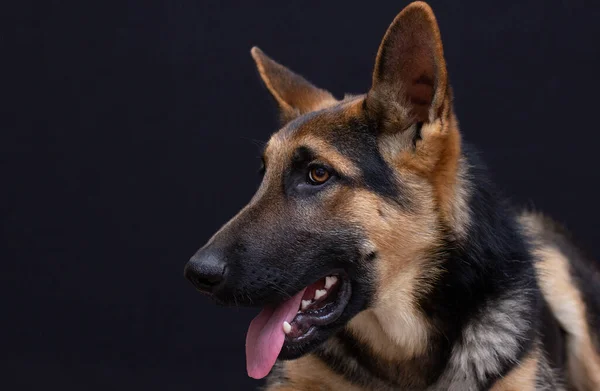 Portrait German Shepherd Black Background — Stock Photo, Image