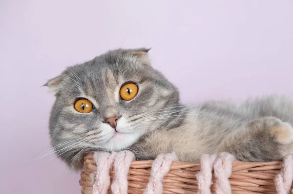 Ładny Kot Duże Oczy Pomarańczowy — Zdjęcie stockowe