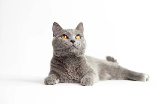 Británico Taquigrafía Azul Joven Gato Con Naranja Ojos Blanco Fondo — Foto de Stock