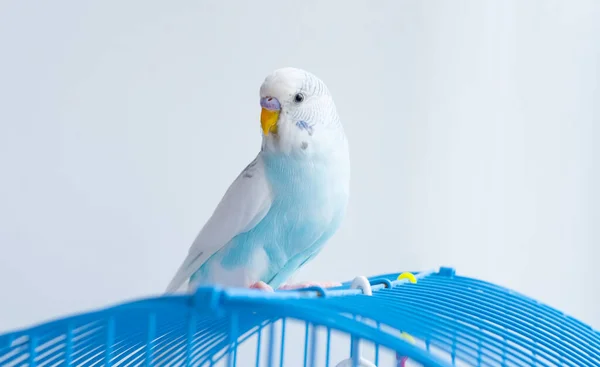 Ein Welliger Blauer Papagei Sitzt Auf Einem Käfig — Stockfoto