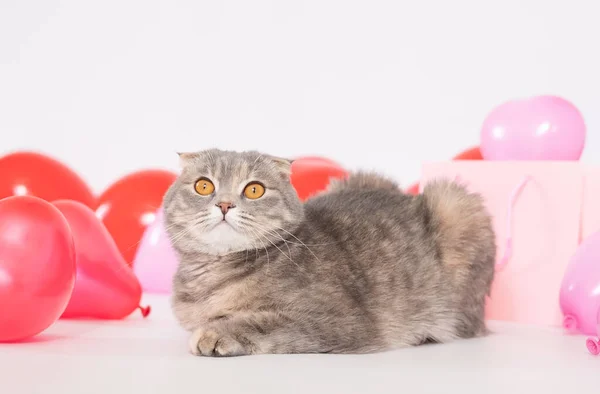 Sypialnia Jest Ozdobionascottish Fold Kot Siedzi Łóżku Bawi Się Balonem — Zdjęcie stockowe
