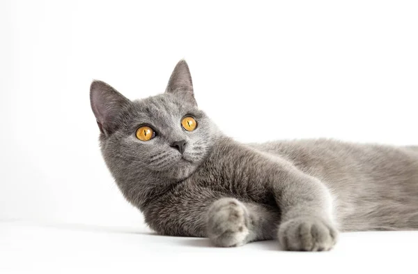 Británico Taquigrafía Azul Joven Gato Con Naranja Ojos Blanco Fondo Fotos de stock