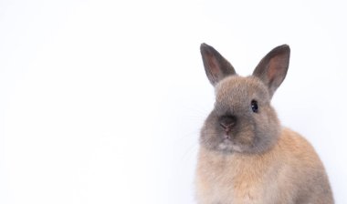 Beyaz arka plan üzerinde izole canlı tavşanlar