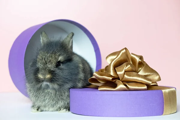 有趣的生姜装饰兔子 兔子坐在非常漂亮的紫色礼品盒里 圆柱形 看着白色背景上的相机 复制空间 — 图库照片
