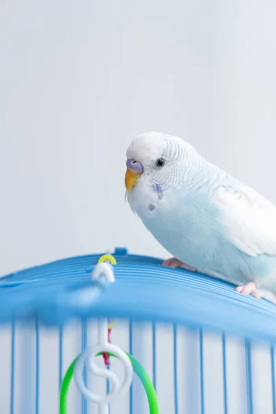 Хвилястий Синій Папуга Сидить Клітці — стокове фото