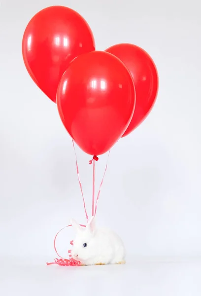 Malý Králík Barevnými Červenými Růžovými Balónky Milují Domácího Mazlíčka Stock Obrázky