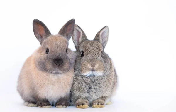 Grupo Conejos Bebé Lindos Marrones Sentados Aislados Sobre Fondo Blanco Imagen de stock
