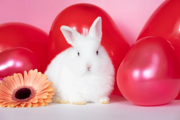 Kleine Witte Konijntje Met Kleurrijke Rode Roze Ballonnen Bloem Liefde Rechtenvrije Stockfoto's