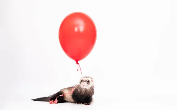 Hurón Joven Con Globo Rojo Regalo Presente Aislado Sobre Fondo —  Fotos de Stock