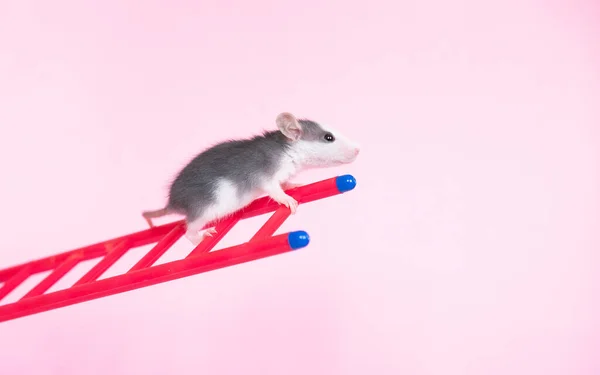 Забавная Тупая Крыса Лестницей Розовом Фоне — стоковое фото