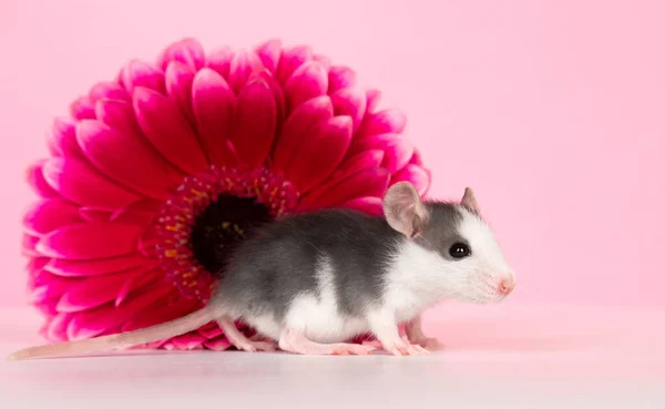 Animal Estimação Pequeno Rato Grande Flor Rosa Fundo Rosa — Fotografia de Stock