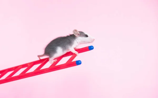 Grappige Dombo Rat Met Ladder Roze Achtergrond Rechtenvrije Stockafbeeldingen