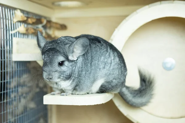 Lindo Chinchilla Gris Sentado Alféizar Ventana Madera Jaula Mirando Curiosamente —  Fotos de Stock