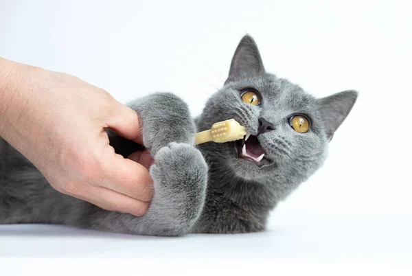 Studio Záběr Lidské Ruky Čištění Zubů Mladé Modré Britské Kočky — Stock fotografie