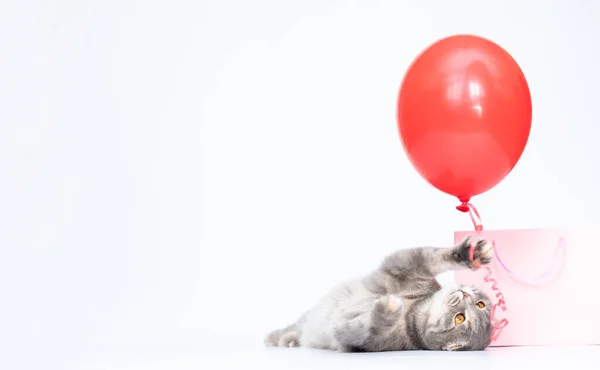 Šedá skotská složit kočka s červeným balónem a růžová taška on-line nakupování šťastný kočka kopírovat prostor dárek pro domácí mazlíčka — Stock fotografie