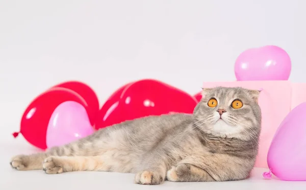 Ložnice je zdobenéScottish Fold kočka sedí na posteli a hraje si s balónem ve tvaru srdce. romantický večer, ráno. — Stock fotografie