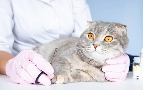 Dierenarts trimmen klauwen van Schotse vouw kat in kliniek Stockfoto